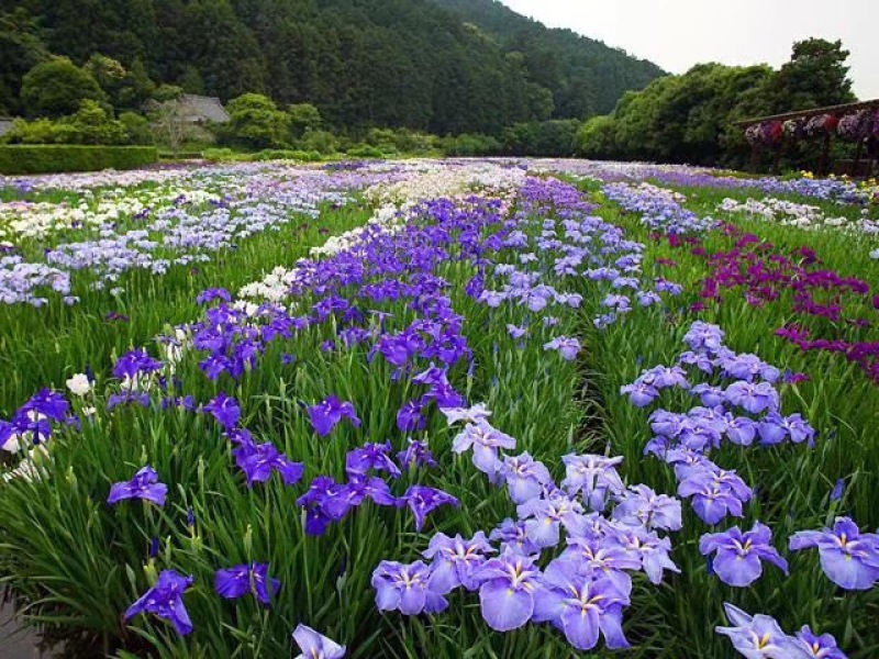 花菖蒲农户直销花菖蒲60万低价处理价格便宜
