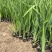 花菖蒲农户直销花菖蒲60万低价处理价格便宜