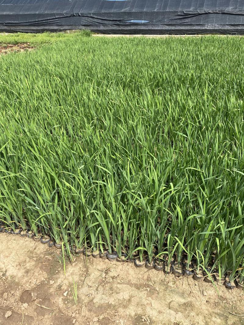 花菖蒲农户直销花菖蒲60万低价处理价格便宜