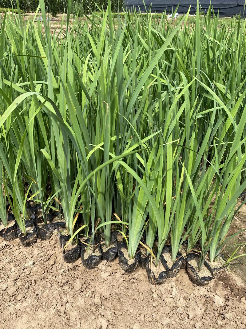 花菖蒲农户直销花菖蒲60万低价处理价格便宜
