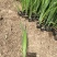 花菖蒲农户直销花菖蒲60万低价处理价格便宜