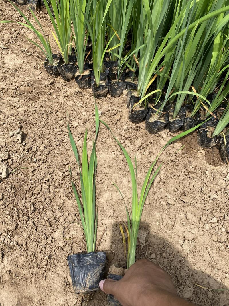 花菖蒲农户直销花菖蒲60万低价处理价格便宜