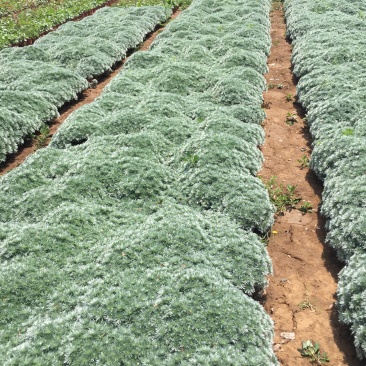 花卉盆景朝雾草自产自销朝雾草批发价格朝雾草种植