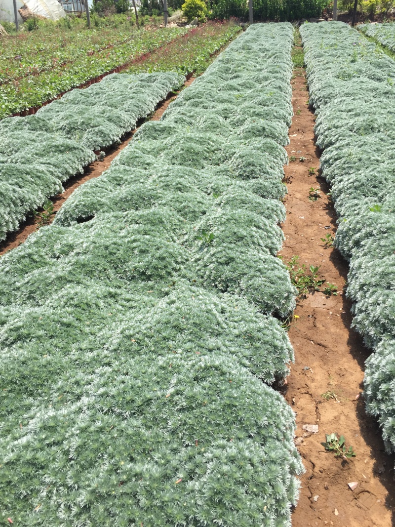 花卉盆景朝雾草自产自销朝雾草批发价格朝雾草种植