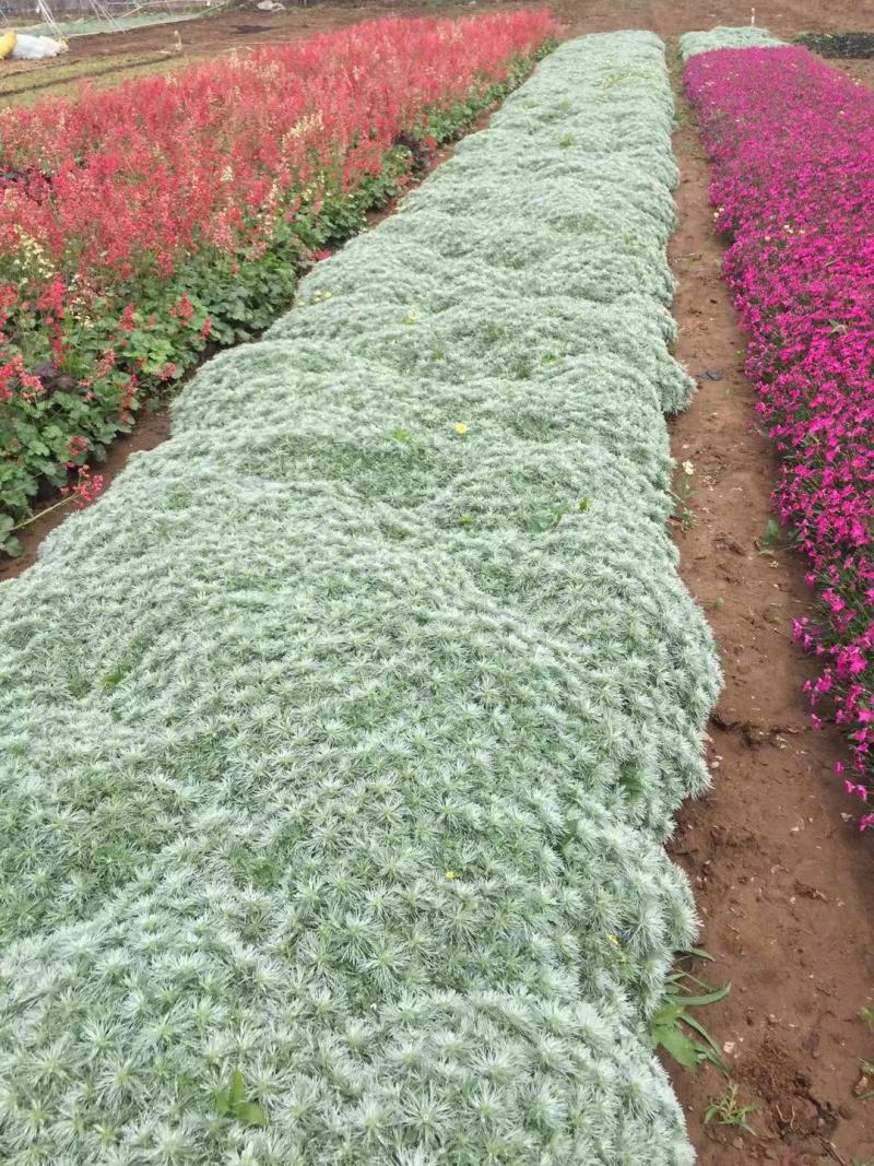 花卉盆景朝雾草自产自销朝雾草批发价格朝雾草种植
