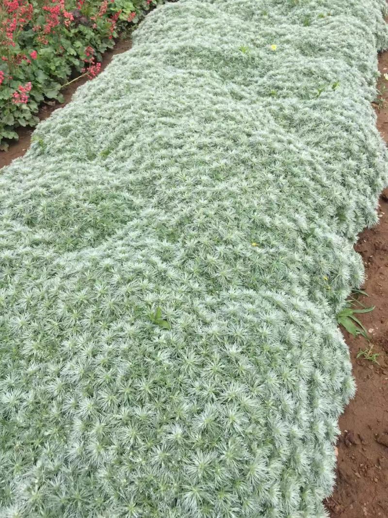 花卉盆景朝雾草自产自销朝雾草批发价格朝雾草种植