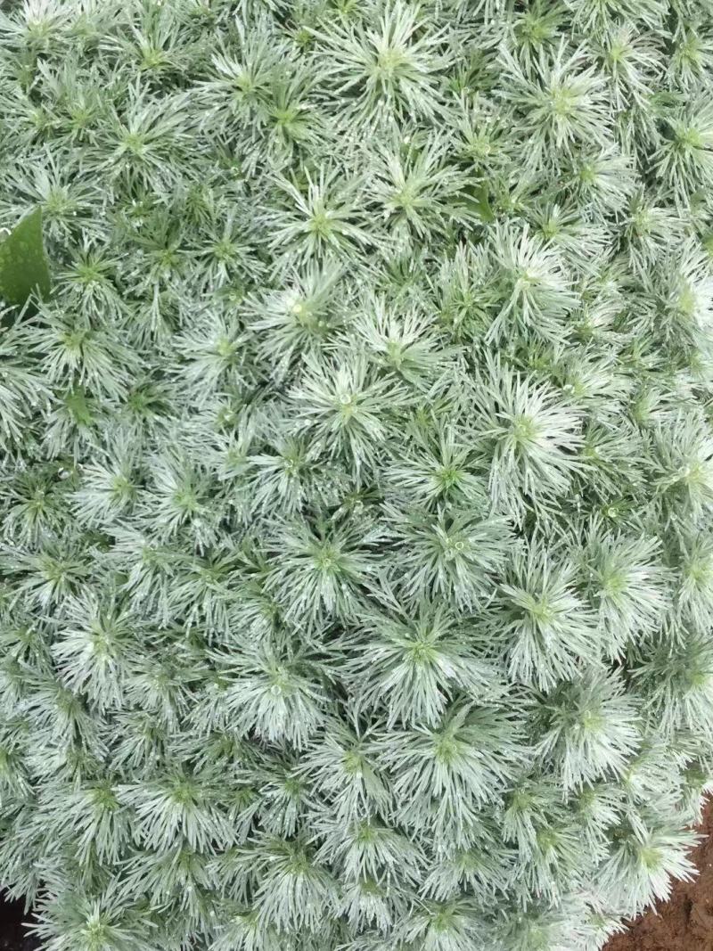 花卉盆景朝雾草自产自销朝雾草批发价格朝雾草种植