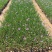 花卉盆景紫娇花自产自销紫娇花农户低价出售600万