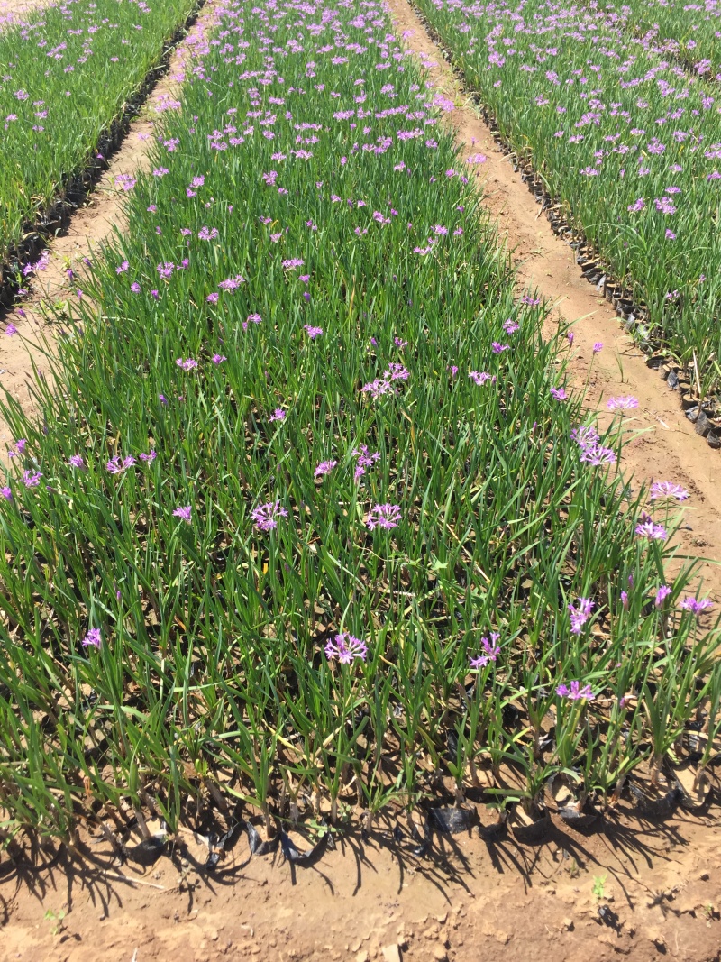 花卉盆景紫娇花自产自销紫娇花农户低价出售600万