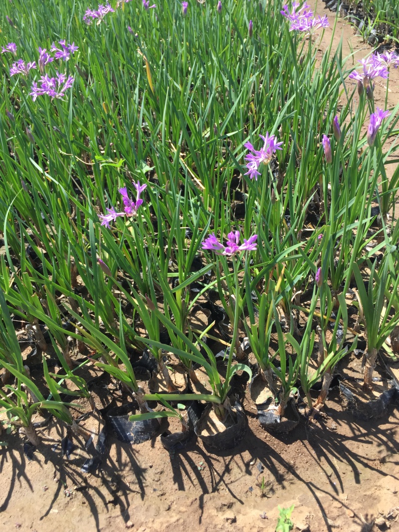 花卉盆景紫娇花自产自销紫娇花农户低价出售600万