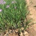 花卉盆景紫娇花自产自销紫娇花农户低价出售600万