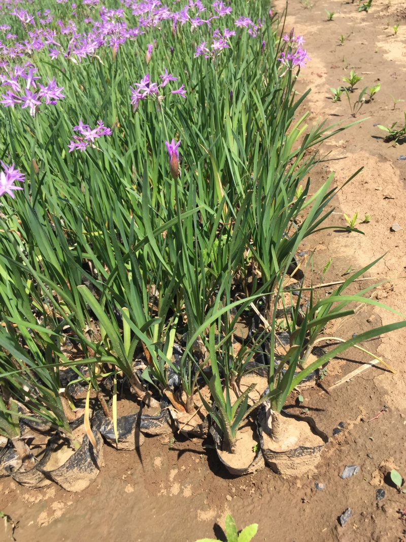 花卉盆景紫娇花自产自销紫娇花农户低价出售600万