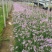 花卉盆景紫娇花自产自销紫娇花农户低价出售600万