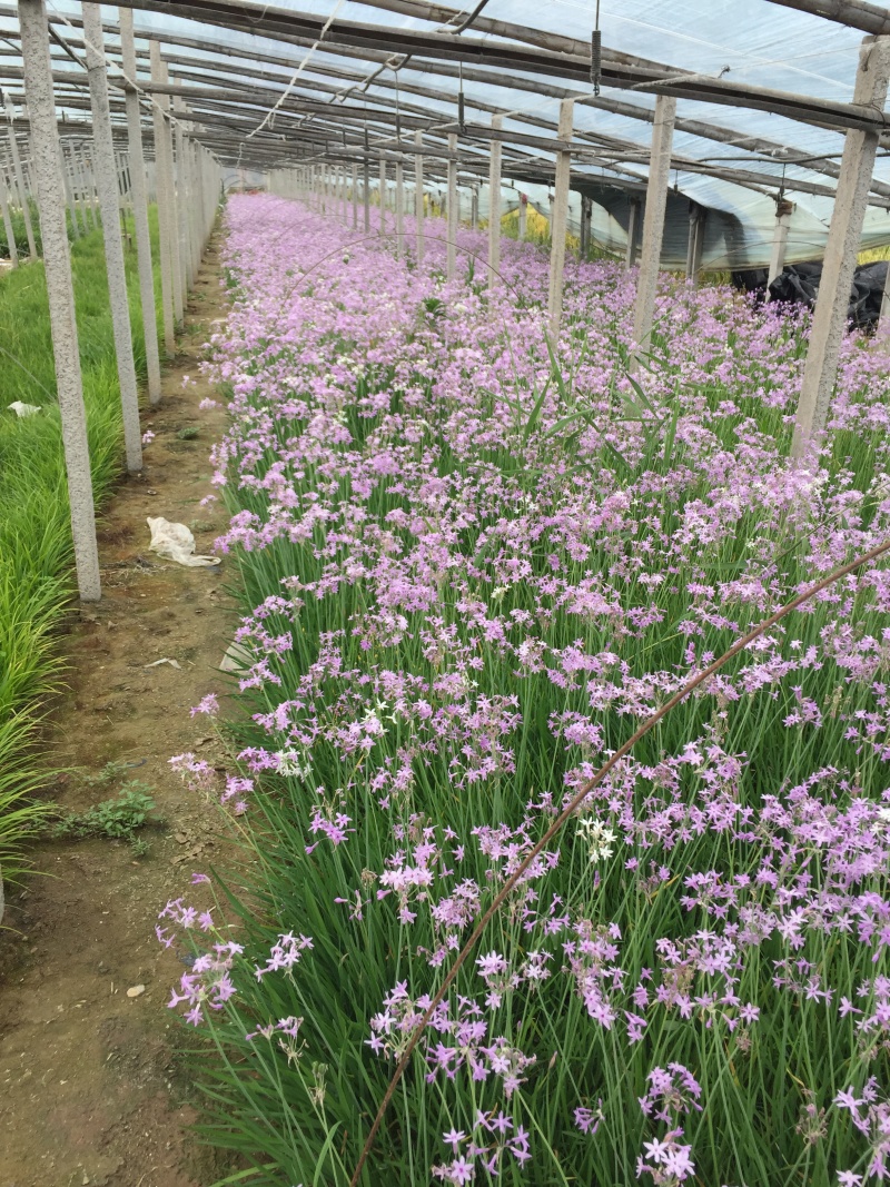 花卉盆景紫娇花自产自销紫娇花农户低价出售600万