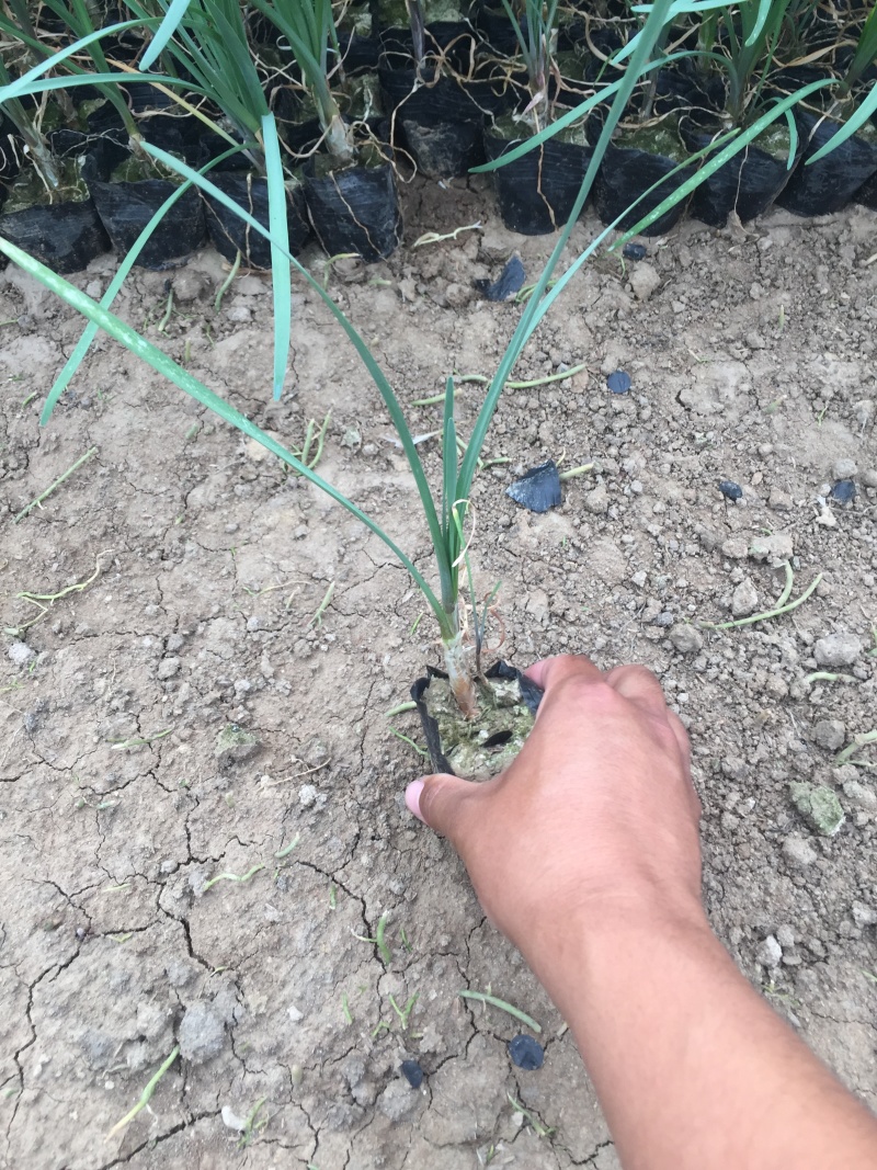 花卉盆景紫娇花自产自销紫娇花农户低价出售600万