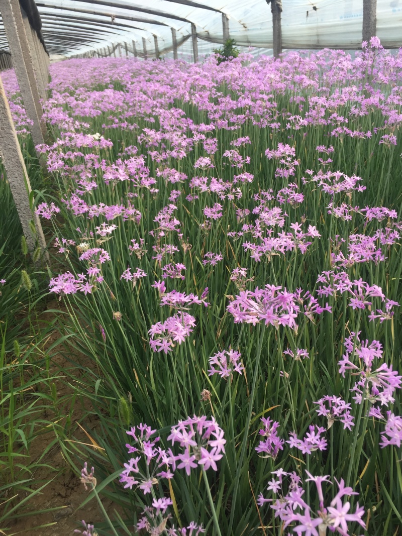 花卉盆景紫娇花自产自销紫娇花农户低价出售600万