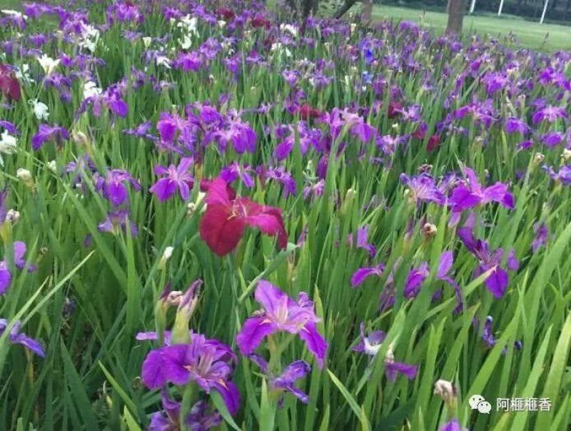常绿鸢尾种植基地常绿鸢尾自产自销60万低价常绿