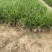 麦冬自产自销800万麦冬低价处理麦冬