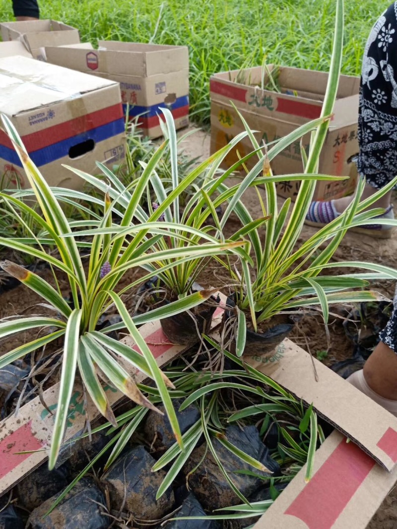金边麦冬农户直销金边麦冬种植基地60万低价处理