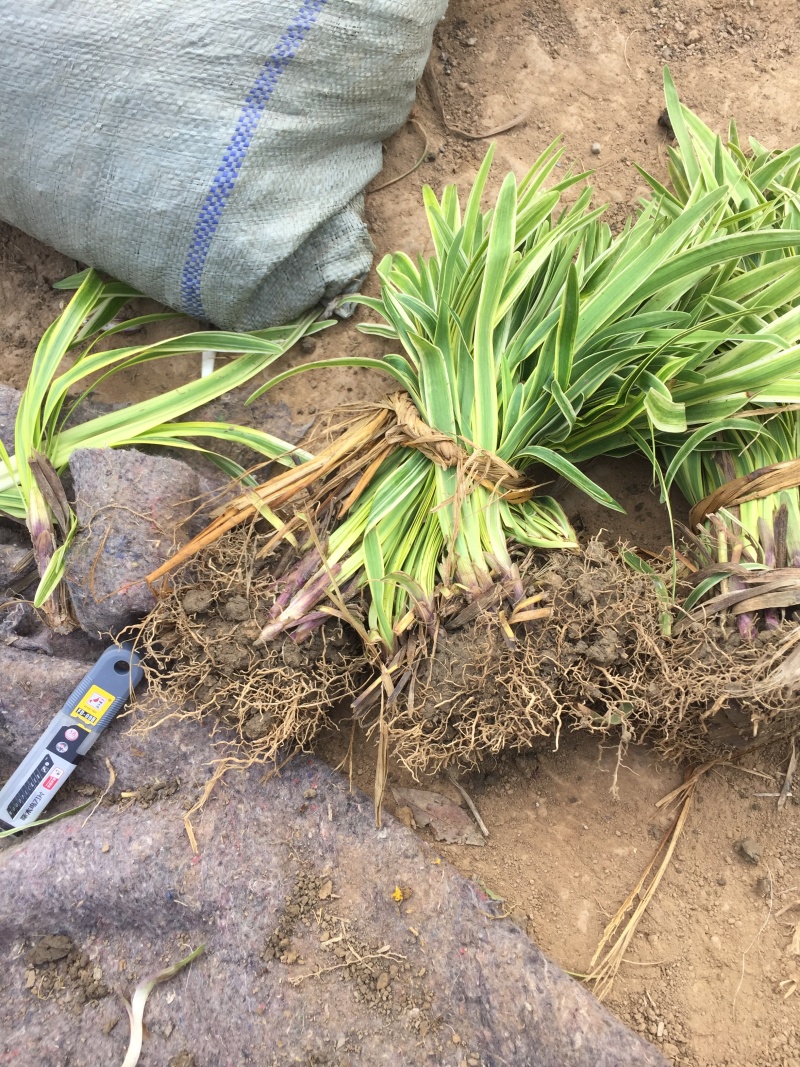 金边麦冬农户直销金边麦冬种植基地60万低价处理