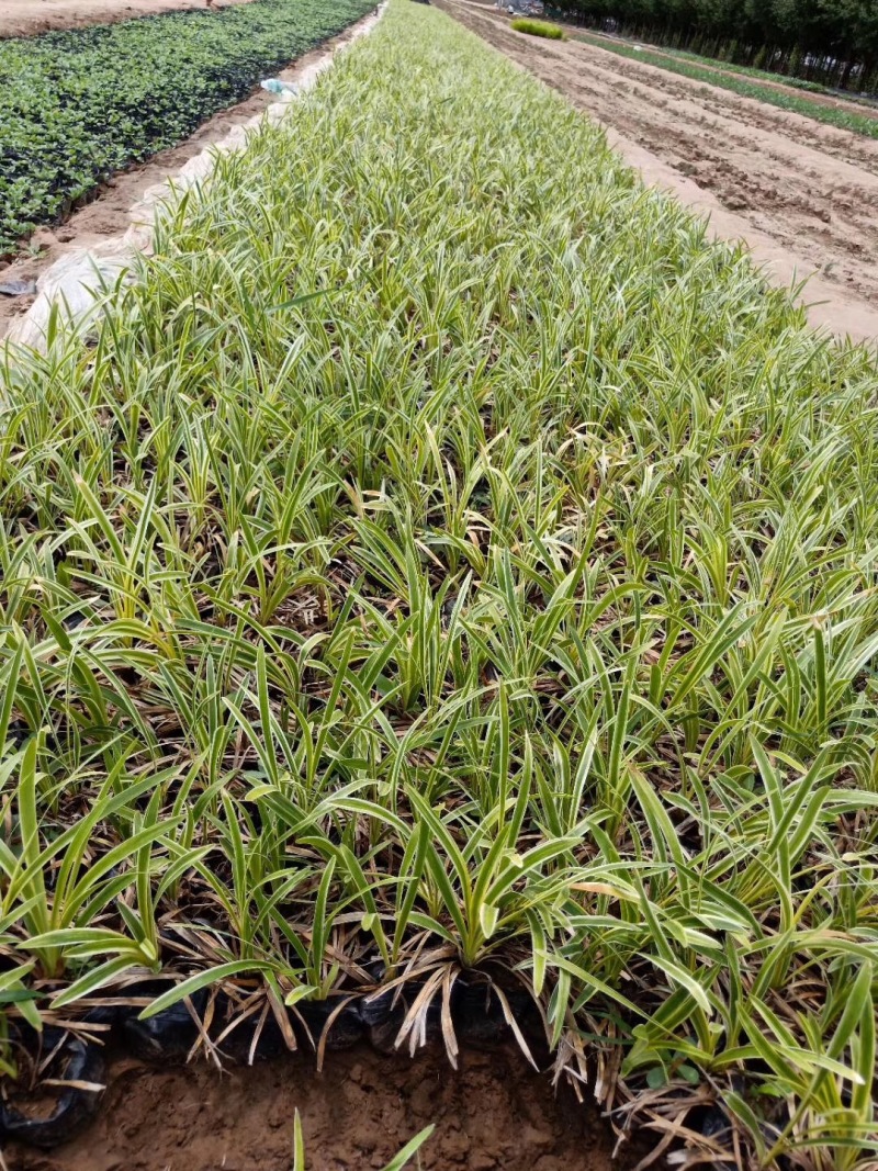 金边麦冬农户直销金边麦冬种植基地60万低价处理