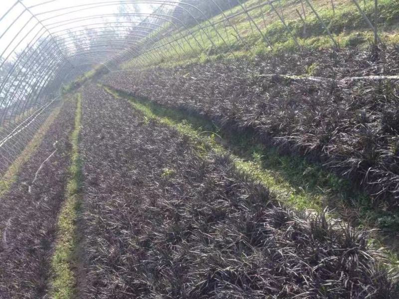 黑麦冬自产自销黑麦冬种植基地青州黑麦冬