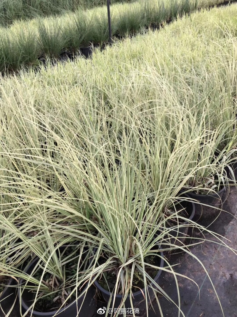 花叶蒲苇自产自销花叶蒲苇种植基地青州花叶蒲苇