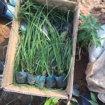 玫红蒲苇自产自销玫红蒲苇种植基地玫红蒲苇