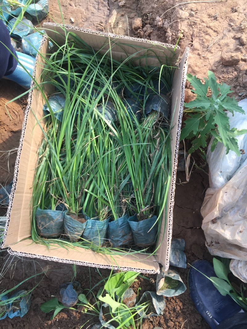 玫红蒲苇自产自销玫红蒲苇种植基地玫红蒲苇