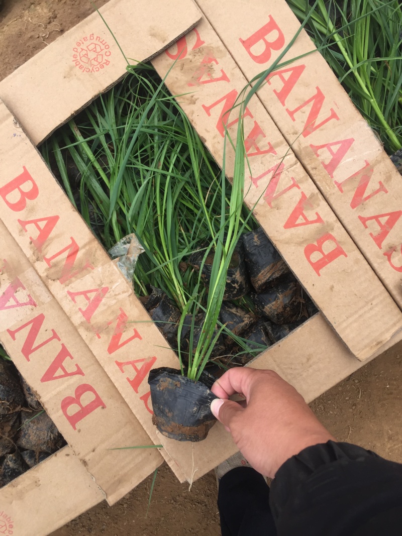 玫红蒲苇自产自销玫红蒲苇种植基地玫红蒲苇
