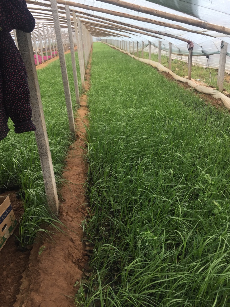 玫红蒲苇自产自销玫红蒲苇种植基地玫红蒲苇