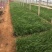 玫红蒲苇自产自销玫红蒲苇种植基地玫红蒲苇