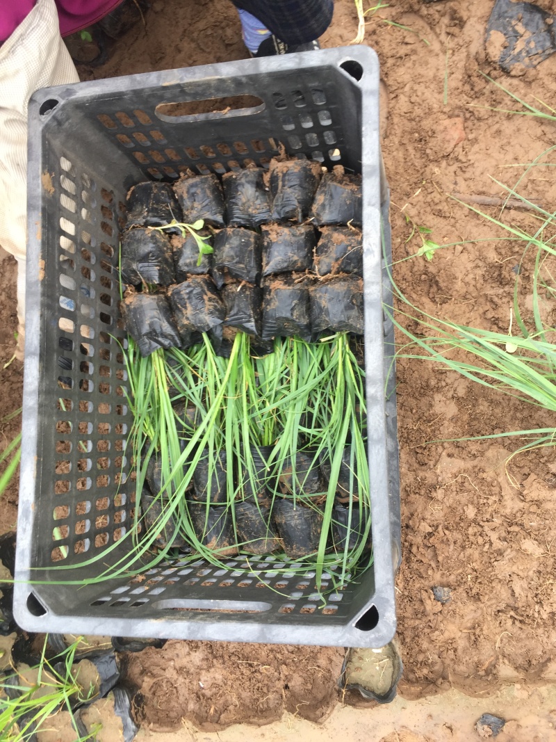 玫红蒲苇自产自销玫红蒲苇种植基地玫红蒲苇