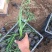 玫红蒲苇自产自销玫红蒲苇种植基地玫红蒲苇