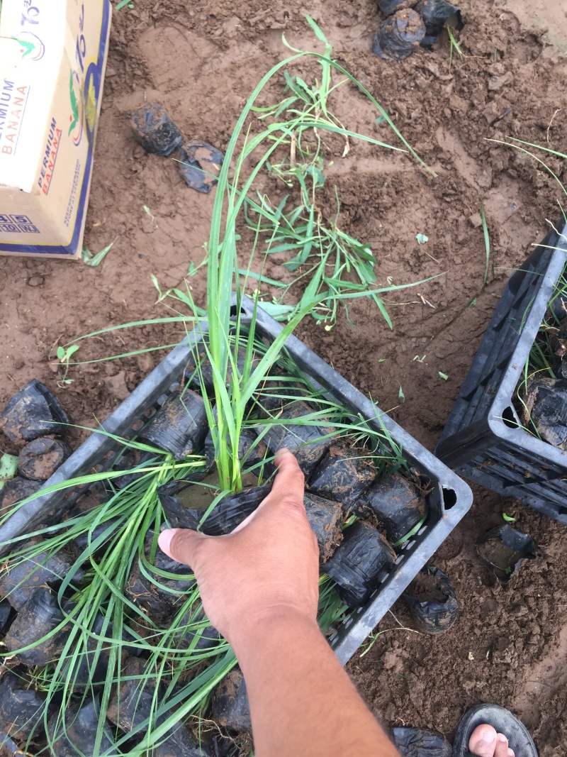 玫红蒲苇自产自销玫红蒲苇种植基地玫红蒲苇