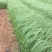 玫红蒲苇自产自销玫红蒲苇种植基地玫红蒲苇