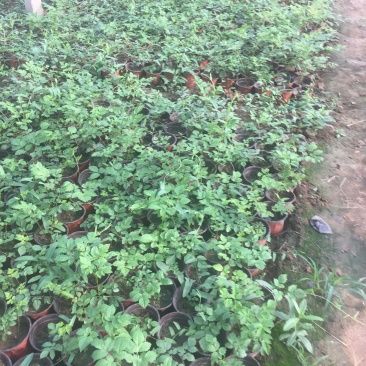 落新妇种植基地落新妇自产自销落新妇农户直销