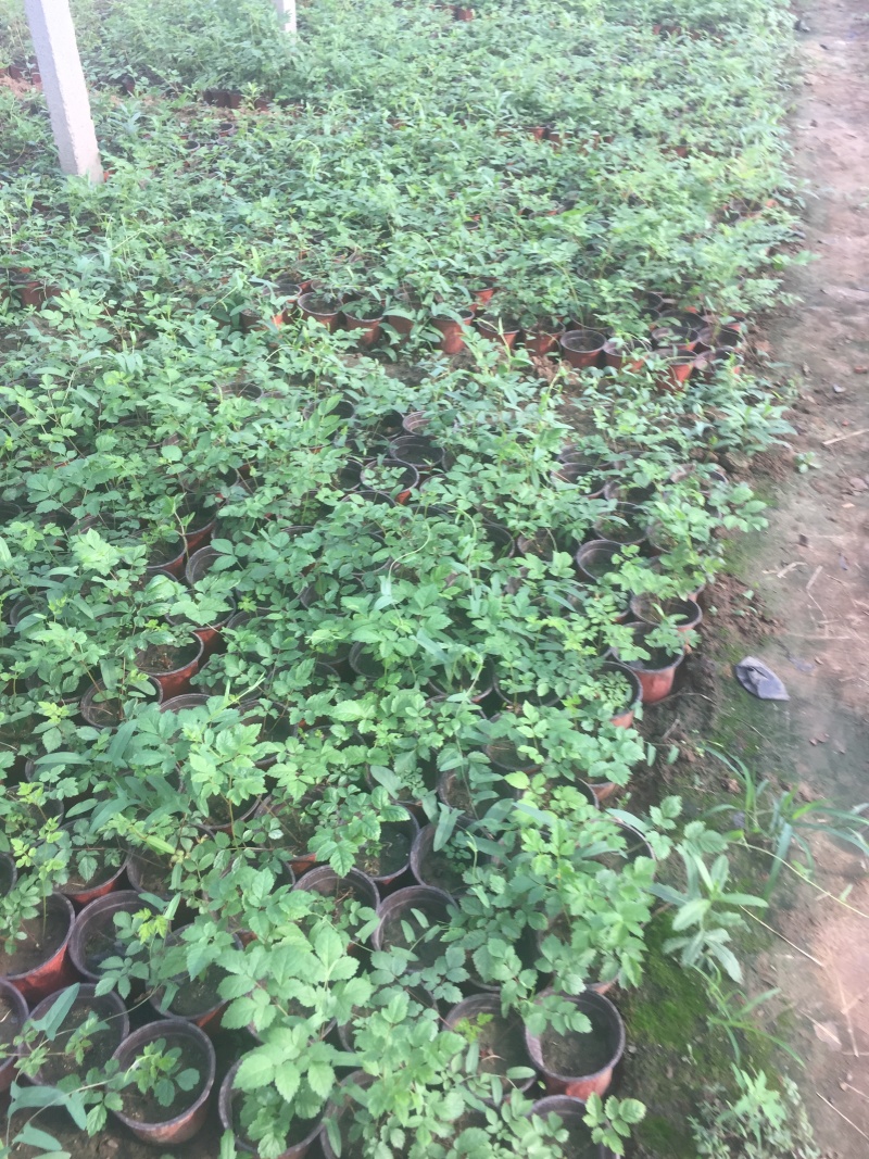 落新妇种植基地落新妇自产自销落新妇农户直销