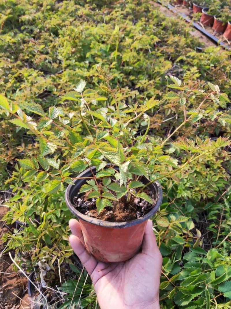 落新妇种植基地落新妇自产自销落新妇农户直销