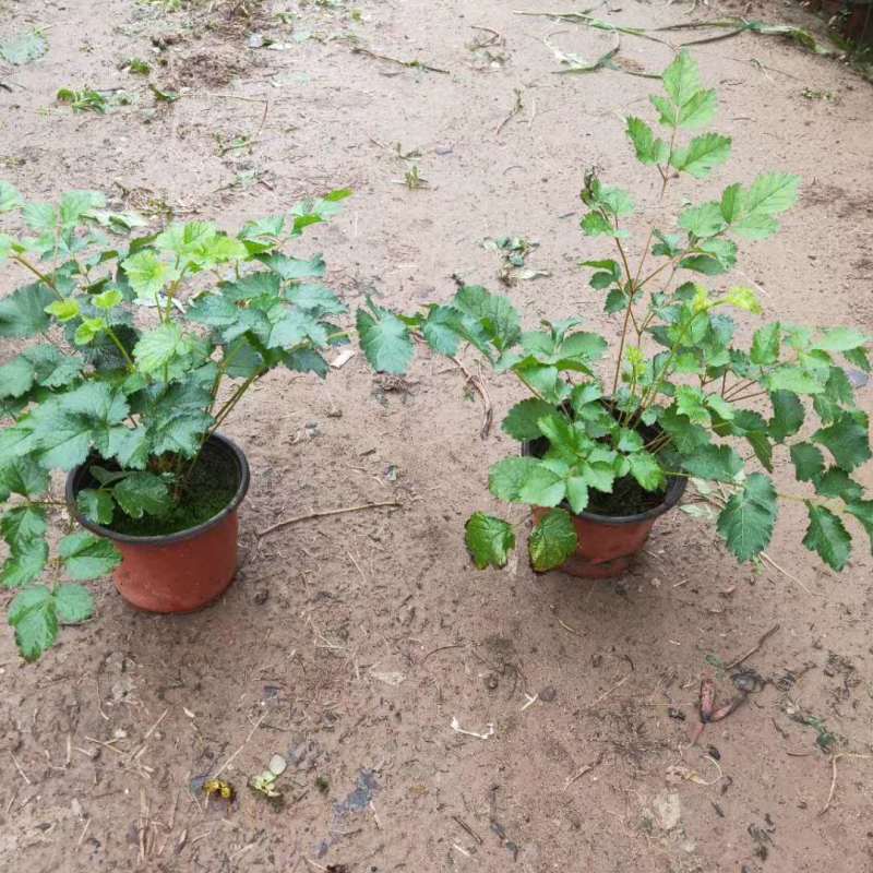 落新妇种植基地落新妇自产自销落新妇农户直销
