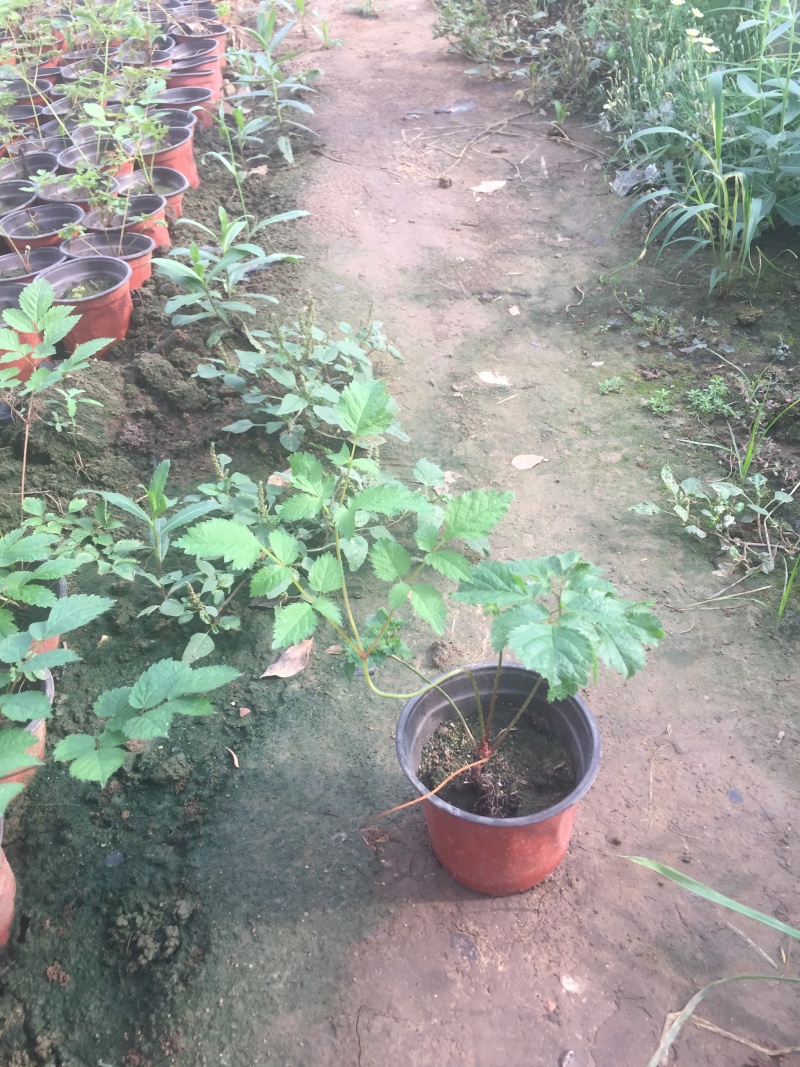 落新妇种植基地落新妇自产自销落新妇农户直销