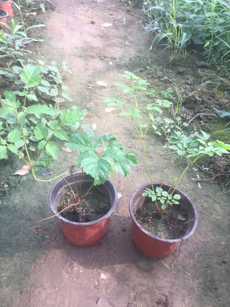 落新妇种植基地落新妇自产自销落新妇农户直销