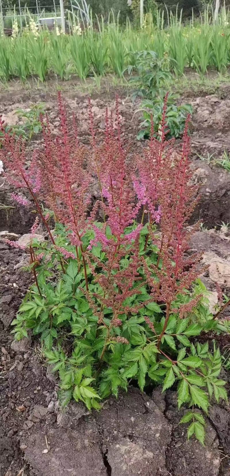 落新妇种植基地落新妇自产自销落新妇农户直销