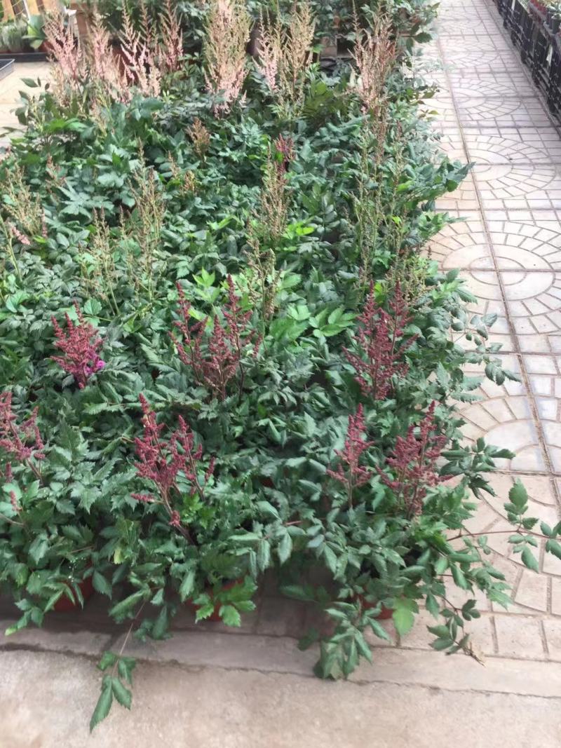 落新妇种植基地落新妇自产自销落新妇农户直销