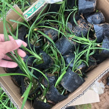 吉祥草自产自销吉祥草种植基地吉祥草农户直销