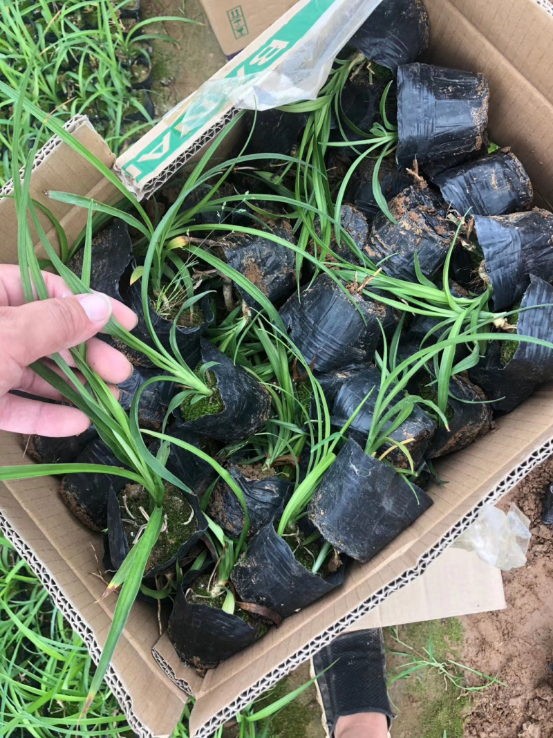 吉祥草自产自销吉祥草种植基地吉祥草农户直销