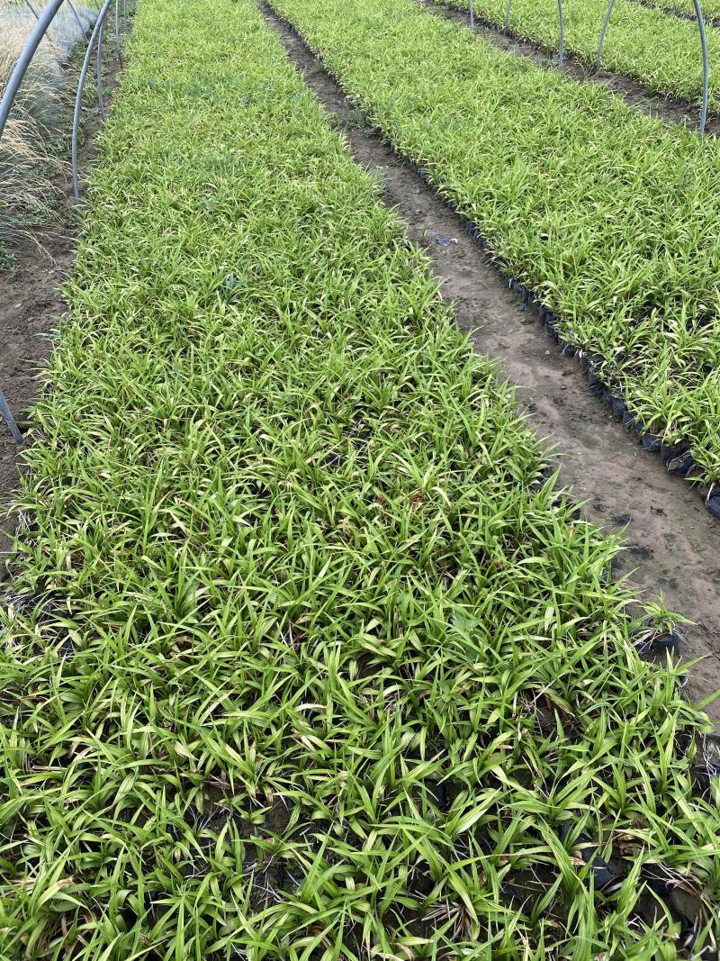 吉祥草自产自销吉祥草种植基地吉祥草农户直销