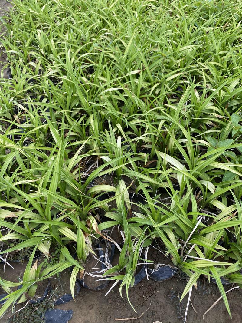 吉祥草自产自销吉祥草种植基地吉祥草农户直销