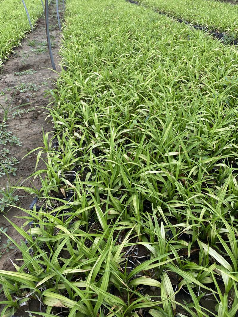 吉祥草自产自销吉祥草种植基地吉祥草农户直销