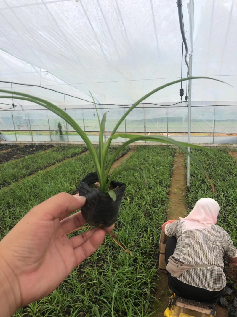 吉祥草自产自销吉祥草种植基地吉祥草农户直销